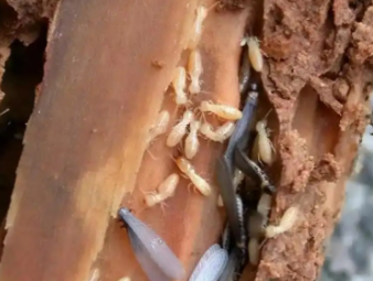 溆浦白蚁防治公司分享商铺与写字楼白蚁防治，商用建筑防虫方案